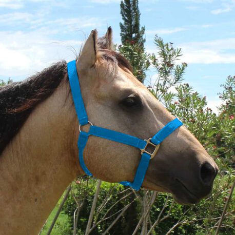 Cabresto_EstampaLisa - Azul Turquesa